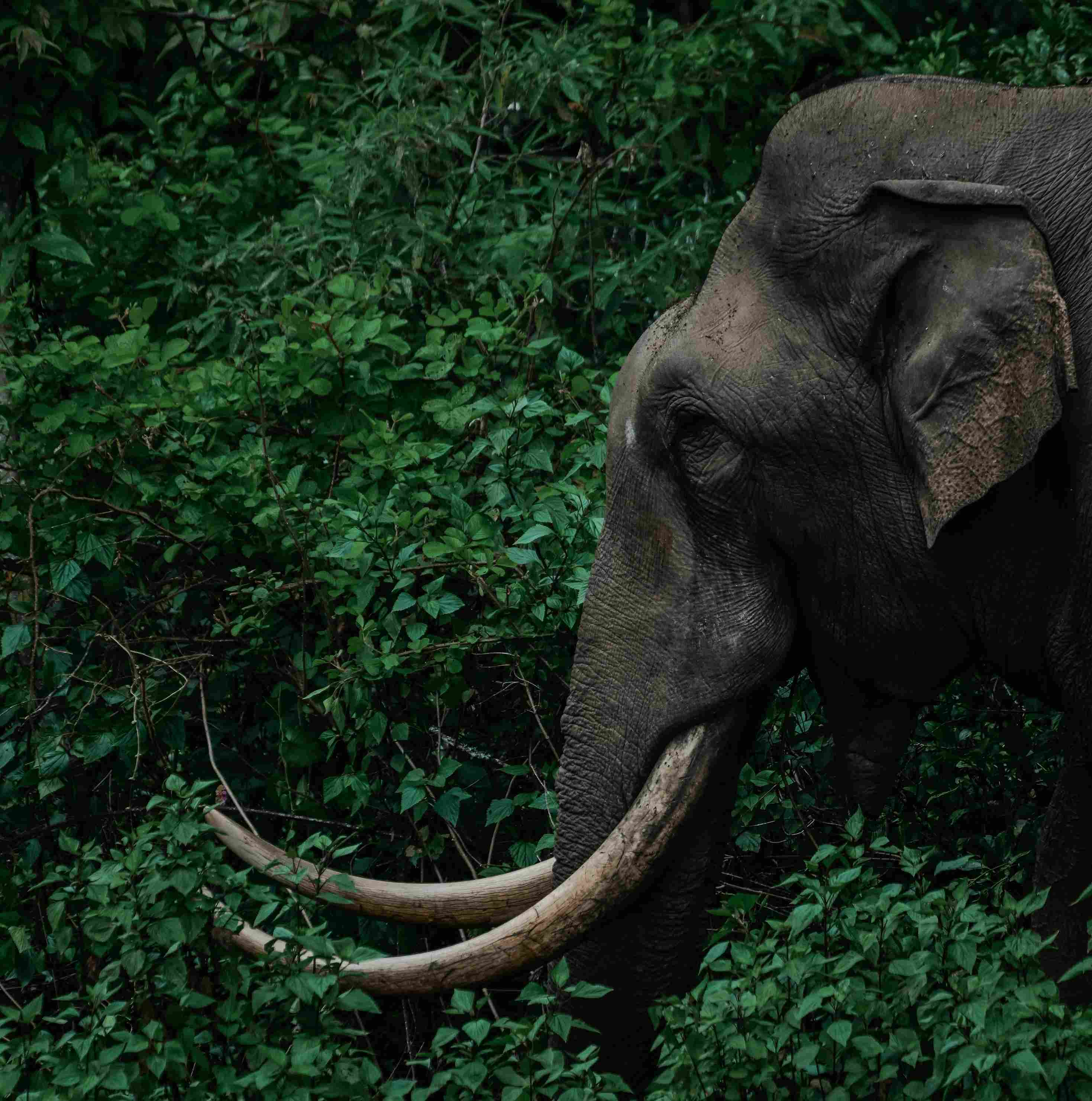 Kanthaloor and Munnar Honeymoon Package