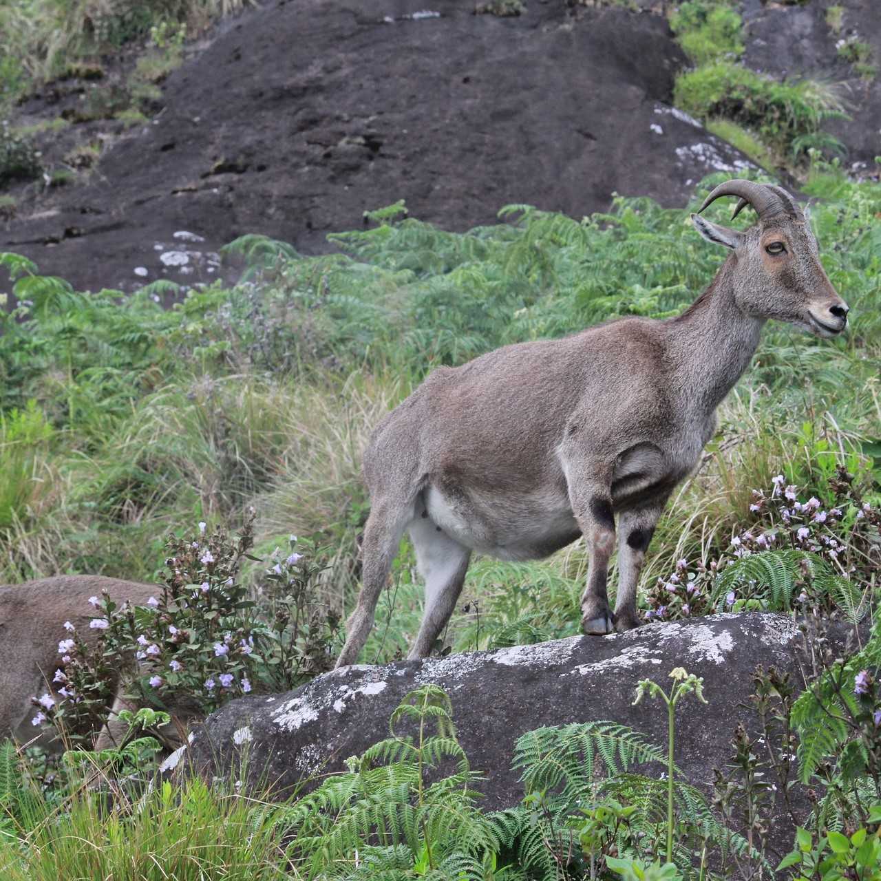 Munnar Package