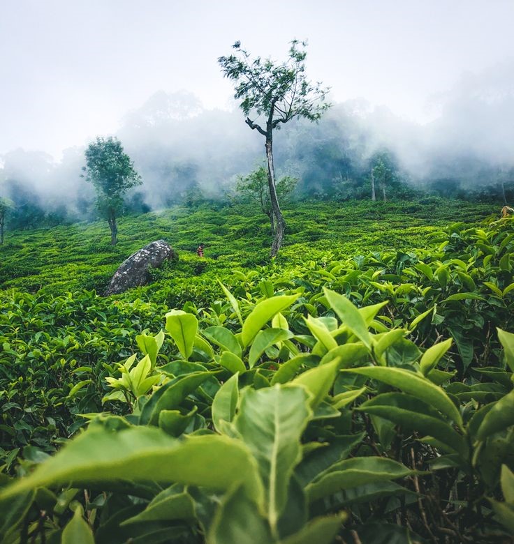 Coonoor and Ooty Package
