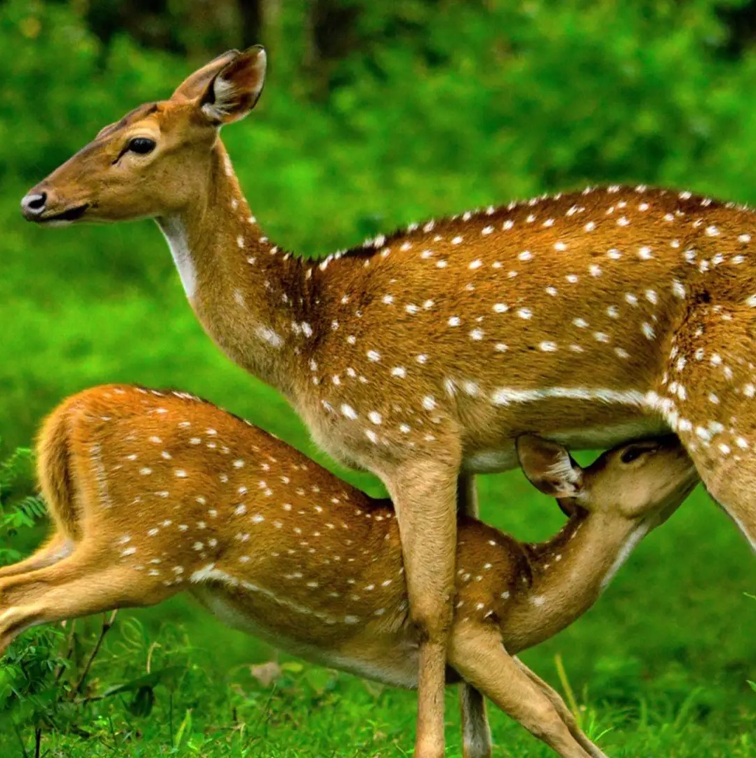 Ooty and Masinagudi Package