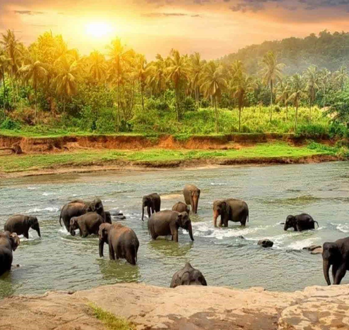 Thekkady and Vagamon Honeymoon Package