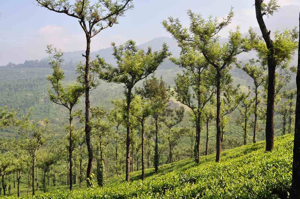 Nelliyampathy One Day Sightseeing photo