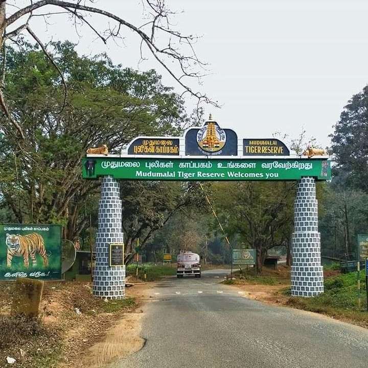 Ooty, Masinagudi and Mysuru Package