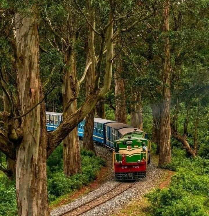 Ooty, Masinagudi and Mysuru Package