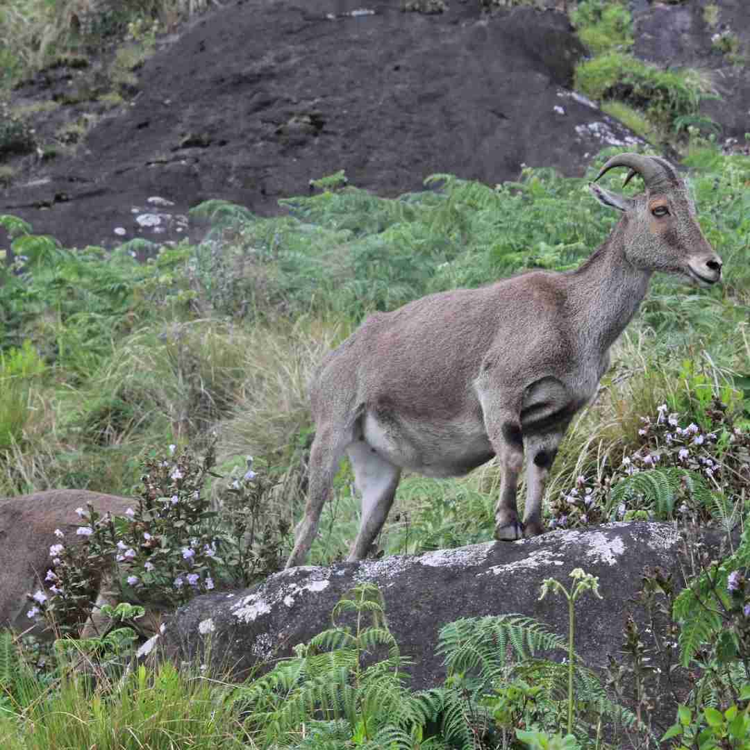 Kovalam, Varkala, Ashtamudi and Munnar Package
